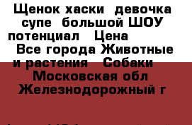 Щенок хаски, девочка супе, большой ШОУ потенциал › Цена ­ 50 000 - Все города Животные и растения » Собаки   . Московская обл.,Железнодорожный г.
